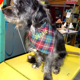 Personalised Embroidered Bandana